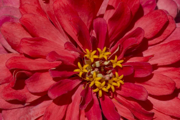 Zblízka Červené Zinek Květiny — Stock fotografie