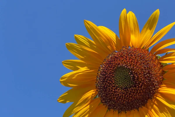 Primo Piano Girasole Decorativo Contro Cielo Azzurro — Foto Stock