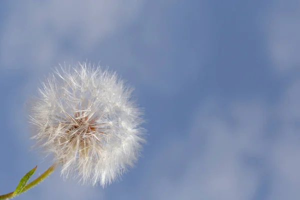 Perto Flor Dente Leão Contra Céu Azul Com Nuvens Brancas — Fotografia de Stock