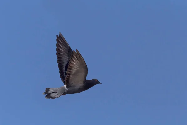 Blå Grå Duva Flyger Blå Himmel — Stockfoto