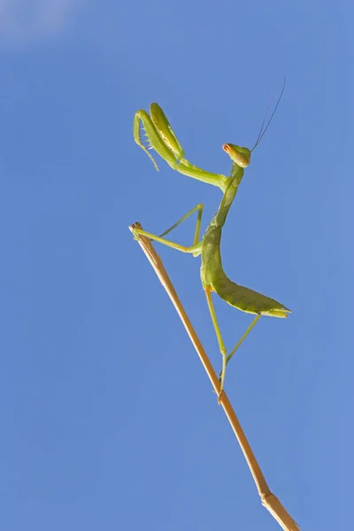 Närbild Grön Mantis Sitter Pose Torr Stam Mot Blå Himmel — Stockfoto