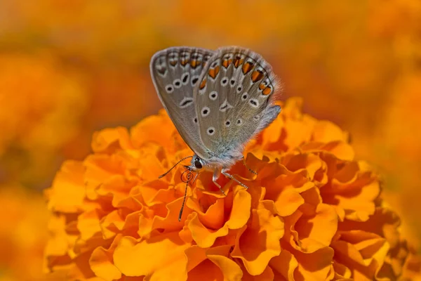 Close Lycaenidae Butterfly Sitting Marigold Flower Garden — Stock Photo, Image