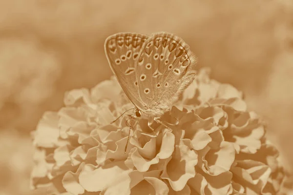 Pequena Borboleta Lycaenidae Sentado Flor Calêndula Sépia — Fotografia de Stock
