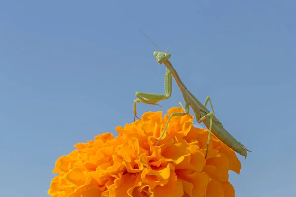 Крупный План Зеленого Мантиса Сидящего Оранжевом Цветке Фоне Голубого Неба — стоковое фото