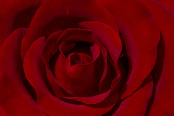 Close up of dark red rose flower