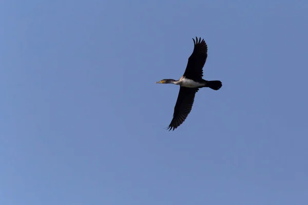 Gros Plan Grand Cormoran Volant Dans Ciel Bleu — Photo