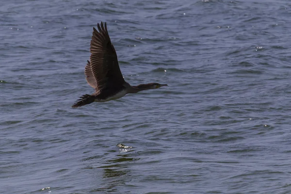 Primo Piano Del Grande Cormorano Che Vola Sopra Mare — Foto Stock