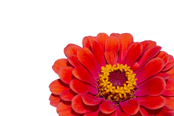 Gros Plan Fleur Zinnia Rouge Isolé Sur Fond Blanc — Photo