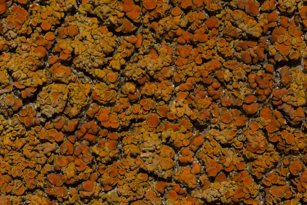 Primo Piano Lichene Mare Arancione Roccia — Foto Stock