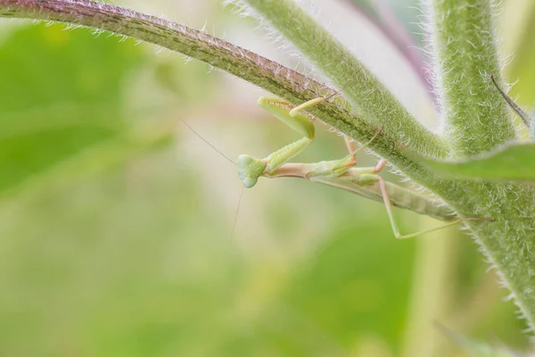 Nahaufnahme Grüner Gottesanbeterinnen Die Kopfüber Auf Sonnenblumenstängeln Sitzen — Stockfoto