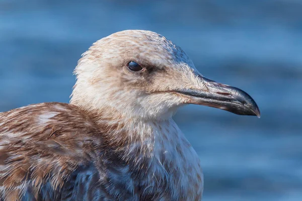 Primer Plano Gaviota Contra Mar Azul — Foto de Stock