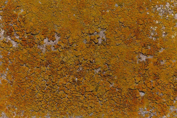 Gros Plan Lichen Mer Orange Sur Jetée — Photo