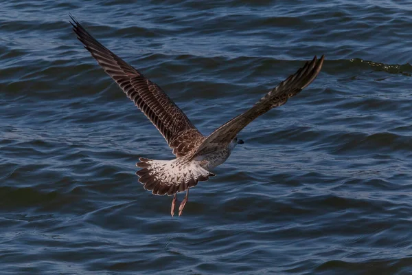 Primer Plano Gaviota Volando Por Encima Del Agua Azul Del — Foto de Stock