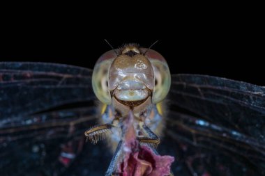 Siyah üzerine izole edilmiş yusufçuk başı.