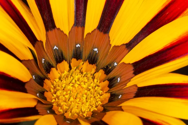 Primo Piano Giallo Con Fiore Gazania Rosso — Foto Stock