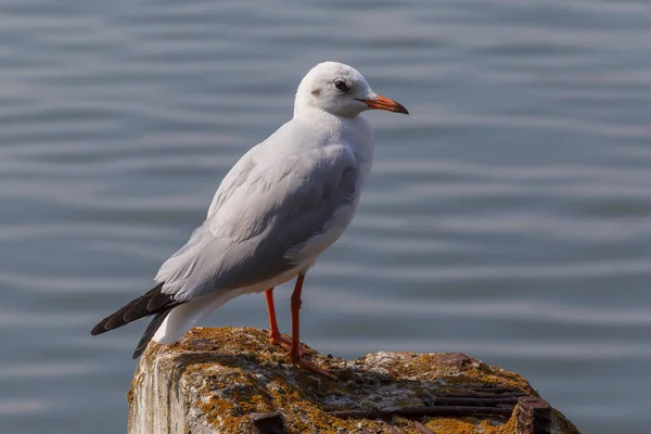 Primer Plano Gaviota Mew Pie Muelle Contra Agua — Foto de Stock