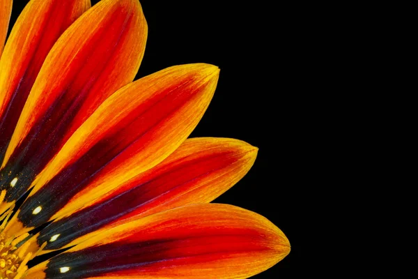 Крупным Планом Лепестков Цветка Газании Черном Фоне — стоковое фото