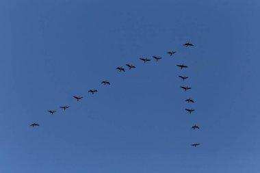 Açık mavi gökyüzünde uçan büyük karabatak sürüsü.
