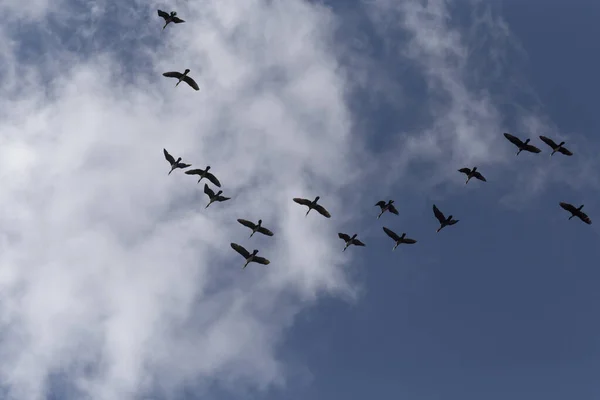 Kudde Grote Aalscholvers Die Herfst Naar Het Zuiden Vliegen — Stockfoto