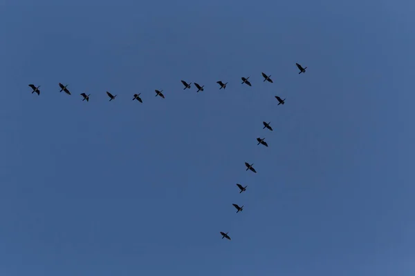 Kudde Grote Aalscholvers Die Vliegen Een Helderblauwe Lucht — Stockfoto