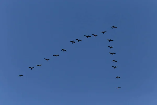Kudde Grote Aalscholvers Die Vliegen Een Helderblauwe Lucht — Stockfoto
