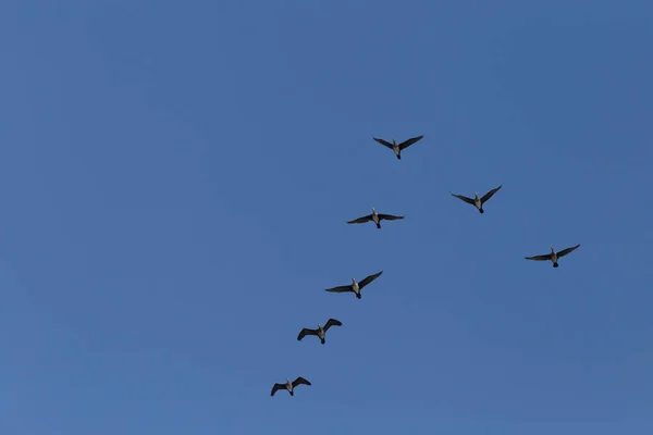 Αρκετοί Μεγάλοι Κορμοράνοι Πετούν Καθαρό Γαλάζιο Ουρανό — Φωτογραφία Αρχείου