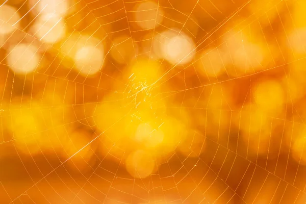 Abstract Halloween Background Close Cobweb Bokeh Circles — Stock Photo, Image