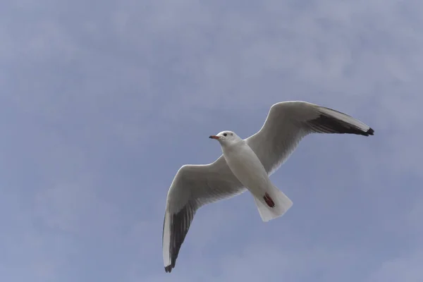 Close Mew Gull Flying Blue Sky — Stock Photo, Image