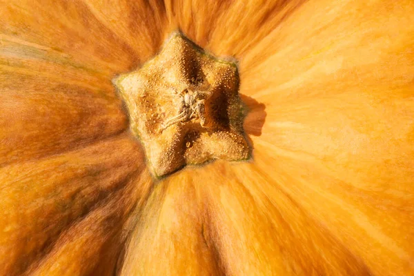 Close Top Orange Pumpkin — Stock Photo, Image