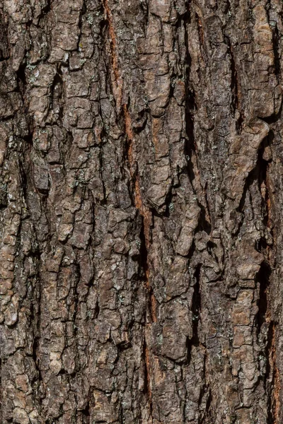 Fundo Natural Close Casca Textura Árvore — Fotografia de Stock