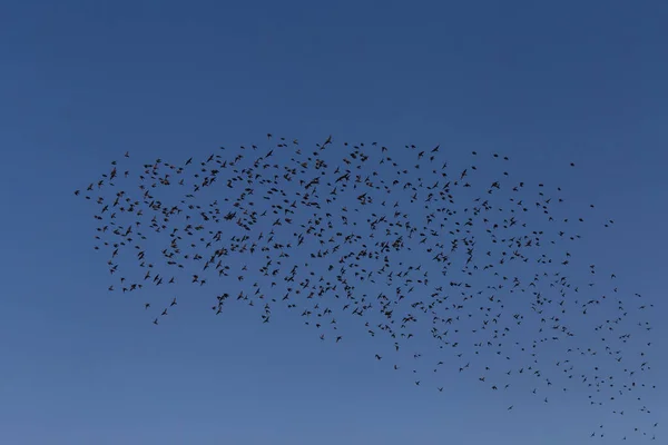 Zicht Grote Kudde Spreeuwen Vliegen Een Blauwe Lucht — Stockfoto