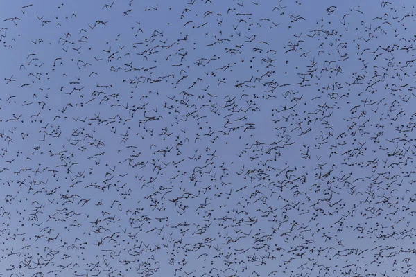 Grote Kudde Spreeuwen Vliegen Een Blauwe Lucht — Stockfoto