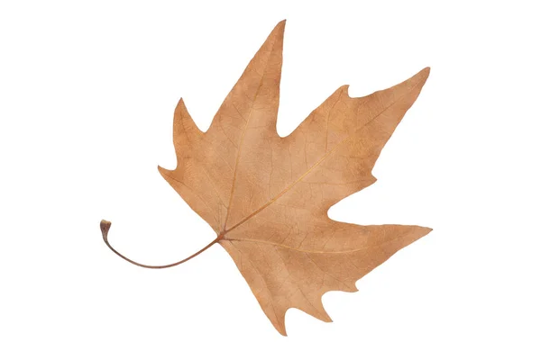 Dry Brown Maple Leaf Isolated White Background — Stock Photo, Image