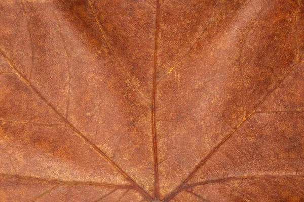 Primer Plano Textura Hoja Arce Seco Marrón Oscuro — Foto de Stock