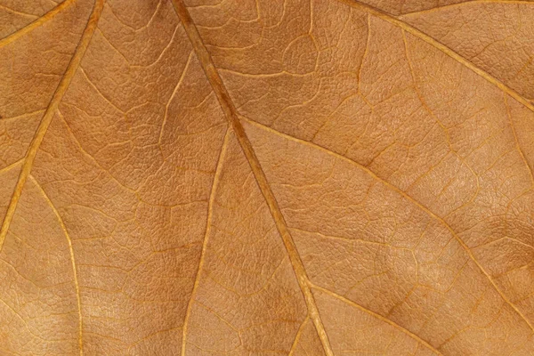 Zblízka Suché Oranžové Javorové Listy Textury — Stock fotografie
