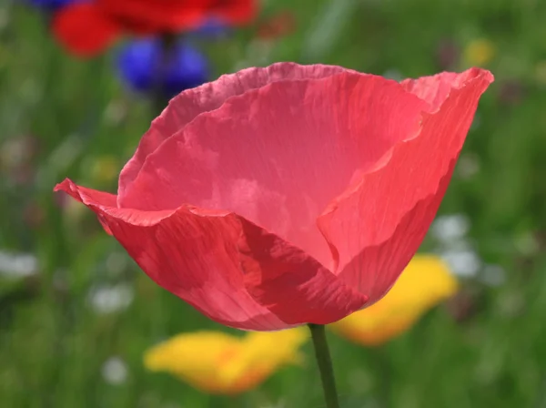 Close up van roze papaver — Stockfoto