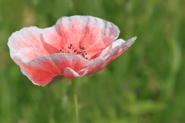 Roze papaver — Stockfoto