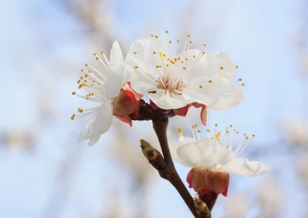 Flor de albaricoque — Foto de Stock