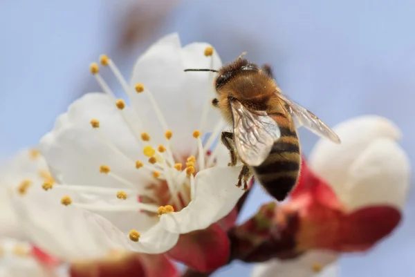アプリコットの木の花の上の蜂 — ストック写真