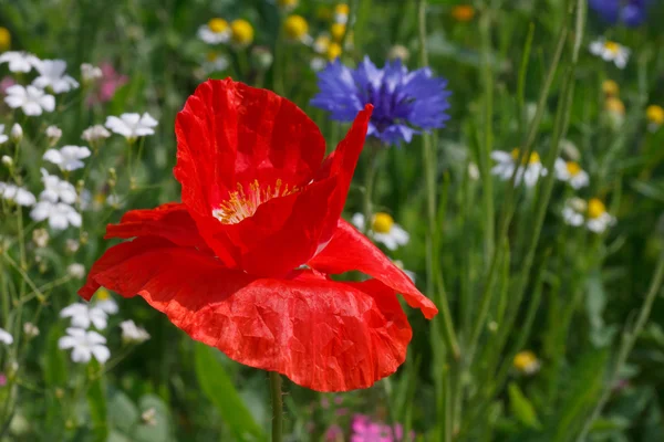 Papaver op weide — Stockfoto