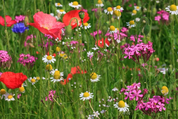 풀밭에 꽃 — 스톡 사진