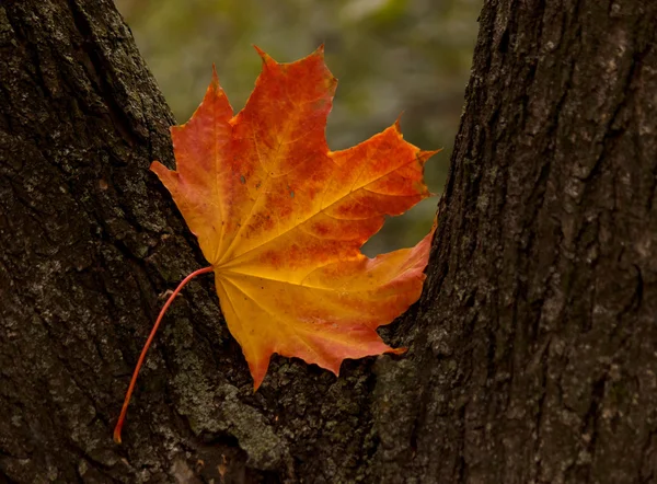Close up of maple tree leaf Stock Photo
