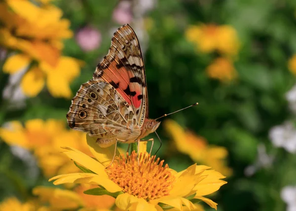 Kelebek sarı çiçekte oturuyor — Stok fotoğraf
