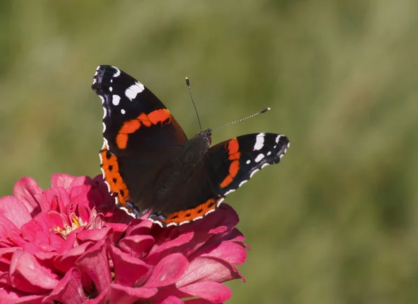 Red Admiral butterfly — Stock Photo, Image