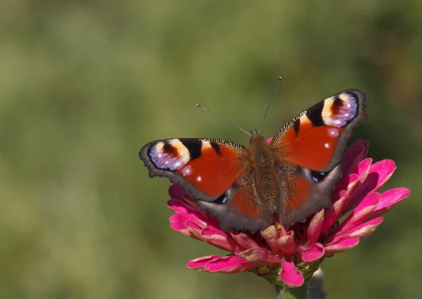 Ευρωπαϊκό peacock πεταλούδα — Φωτογραφία Αρχείου