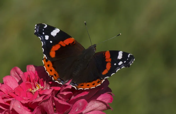 Roter Admiralfalter — Stockfoto