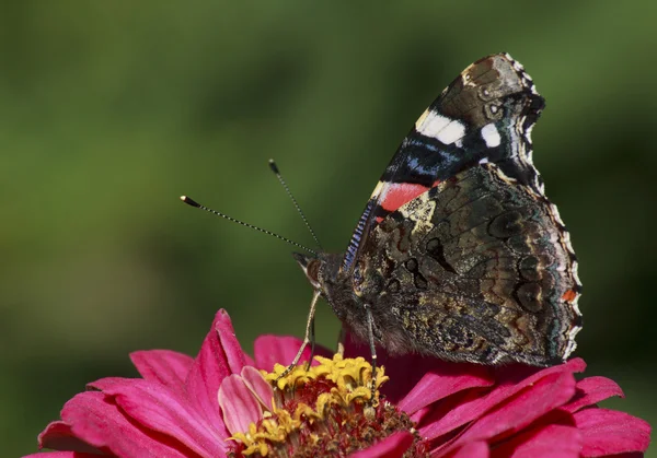 Röd amiral fjäril på blomma — Stockfoto