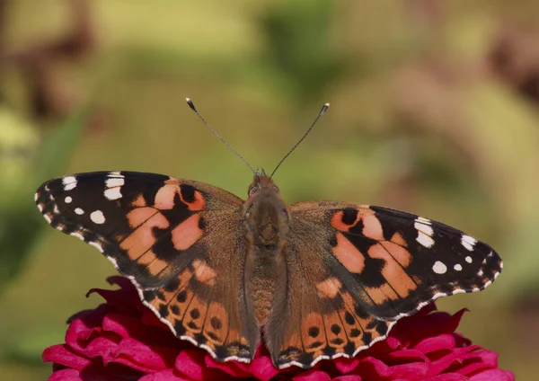 Painted Lady butterfly on flower — Stock Photo, Image