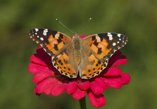 Malowane pani motyl — Zdjęcie stockowe