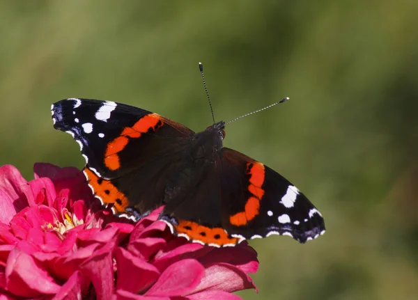 Borboleta do Almirante Vermelho — Fotografia de Stock